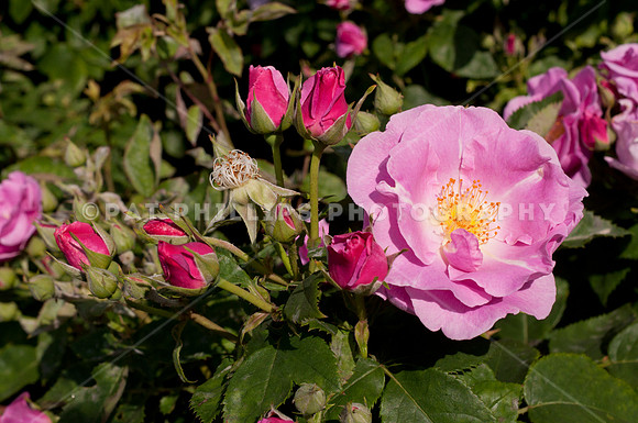 Rose, variety Lucky! Regent's Park, London, UK.